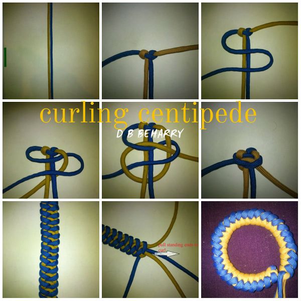 File:Curling Centipede.jpg